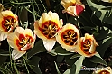 messer tulipano 2019 Inaugurazione_248
